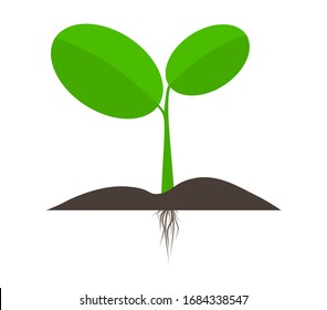 Seedlings of plants that are simulated to show roots.