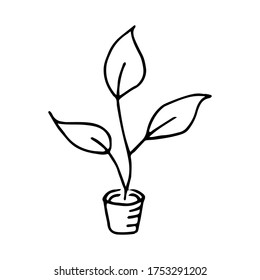 Seedlings and saplings for cultivation in the garden