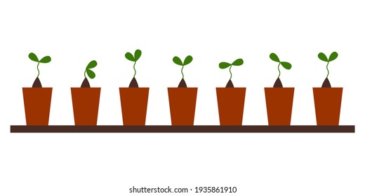 Seedlings. The seeds sprouted at home. Green sprout leaves on the soil. Plants growing in the ground. Flat style Vector Illustration isolated on white Background.