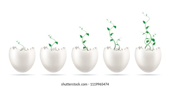 Seedlings, sprout grow in the eggshell. Greenhouse
