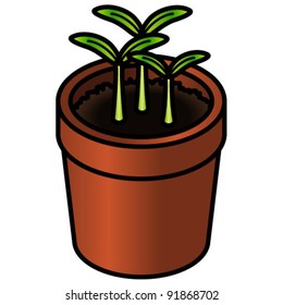 Seedlings in a terracotta pot.