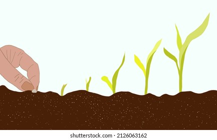 Seedlings of tomatoes in a black plastic pot, rubber gloves and a garden shovel. Gardening.
