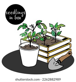Seedlings of tomatoes, peppers in biodegradable pots, wooden box. Germinating plant seeds.  Sprouted plant seeds are transplanted with the help of garden tools.