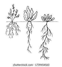 Seedlings of vegetable plants in the ground. A hand drawn gardening elements in the Doodle style. Isolated object on a white background.House decoration.Vector illustration.
