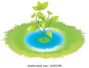 seedlings in water