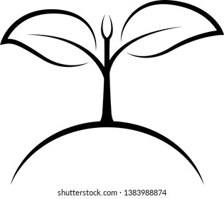 Seedlings for your in. sapling in the world