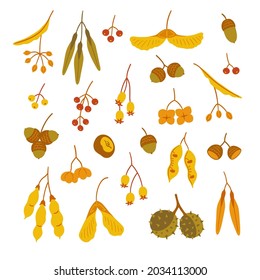 Seeds of autumn trees set - maple, linden, acacia, horse chestnut, oak - acorns, and various berries. Collection of vector elements for design, bright colors, isolated on white background.