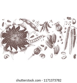 Seeds and beans seamless border. Vector illustration in retro style. Vegan food concept