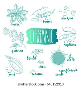 Seeds and beans vector set. Food sketches. Botanical collection. Hand drawn sketches of organic plants. Botanical sketches on white background. Elements for menu design.