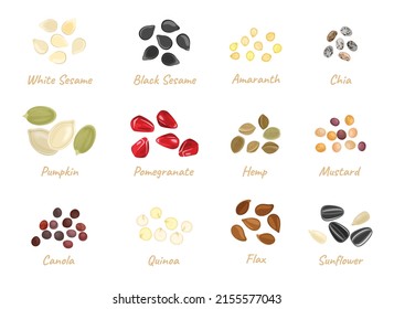 Seeds collection. Vector simple seeds of flax, chia, pumpkin, hemp, pomegranate, mustard, canola, quinoa, amaranth, sunflower, white and black sesame. Healthy food concept.