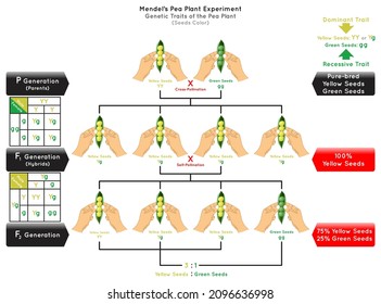 Seeds Color Genetic Trait Pea Plant Mendel Experiment Infographic Diagram Cross Pollination Pure Bred Parent Generation Hybrid Dominant Yellow Recessive Green Biology Science Education Vector