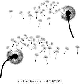Seeds of a dandelion are inflated by wind