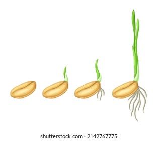 Seeds germination stages for sowing. Agricultural planting illustration.