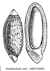 Las semillas son elípsoidales largas, generalmente marrón oscuro a casi negro y carecen de endospermo. La superficie semilla es bastante lisa y brillante, dibujo vintage o ilustración de grabado.