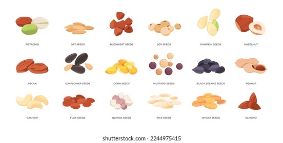 Seeds and nuts. Cartoon almond pistachio cashew hazelnut and grain saplings, organic kernel harvest germ icons flat style. Vector collection of nuts pistachio and cashew, peanut and seed illustration