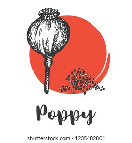 Seeds and nuts set. Vintage hand drawing of poppy seed Vector illustration Wild flower