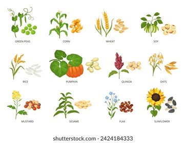 Semillas y plantas. Los cultivos agrícolas y sus productos, el crecimiento plantado y cosechado de semillas o granos ilustran vectores. Ingredientes orgánicos veganos, productos saludables y flores