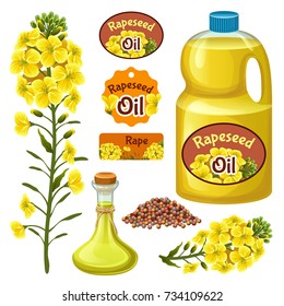 Seeds And Rape Flowers, Canola Oil. Brassica Napus. Isolated Vector Illustration  On White Background.