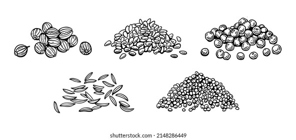 Samen von Würzstoffen und Gewürzen, Sesam, Pfeffer, Mohnsamen, Cumin, Koriander. Vektorgrafik im manuellen Doodstil