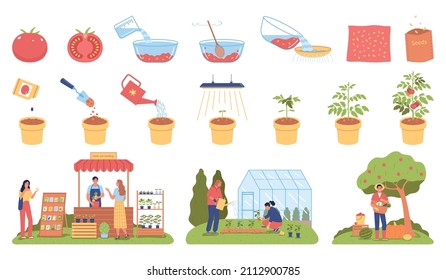 Seeds and seedlings set of growing plant stages and people engaged in farm work isolated vector illustration