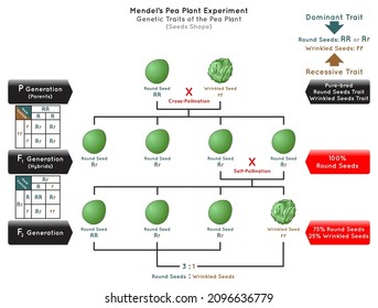 Seeds Shape Genetic Trait Pea Plant Mendel Experiment Infographic Diagram Cross Pollination Pure Bred Parent Generation Hybrid Dominant Round Recessive Wrinkled Biology Science Education Vector