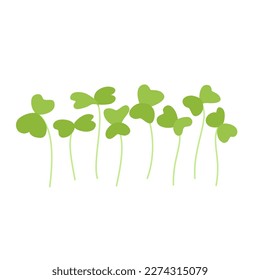 Seeds and sprouts of microgreens of arugula. Design element. Vector illustration.