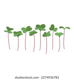 Seeds and sprouts of microgreens of radish. Design element. Vector illustration.
