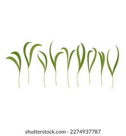 Seeds and sprouts of microgreens of spinach. Design element. Vector illustration.