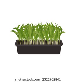 Seeds and sprouts of microgreens of spinach. Design element. Vector illustration.