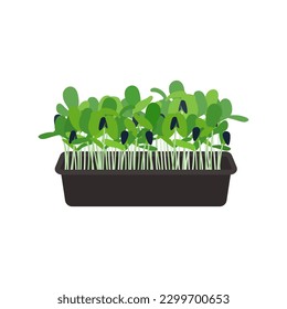 Seeds and sprouts of microgreens of sunflower. Design element. Vector illustration.