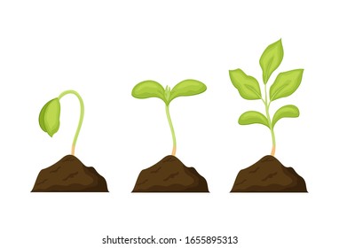 Seeds sprouts in a soil vector illustration isolated on white background. Phases plant growing. Seedling gardening plant. 