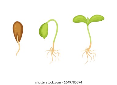 Seeds sprouts vector illustration isolated on white background. Phases plant growing. Seedling gardening plant. 