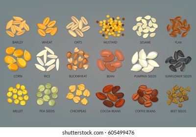 Seeds of sunflower and pumpkin, pea, beans of cocoa and coffee, beet. Barley and wheat, oats and mustard, sesame and flax, corn and rice, buckwheat and bean, millet and chickpeas grains. Food