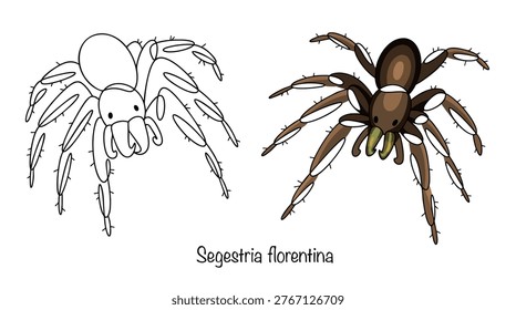 Segestria florentina. Two hand-drawn spiders in color and simple line art. A large dark spider with a dense dark body and powerful legs. Isolated vector on the theme of arthropods. 