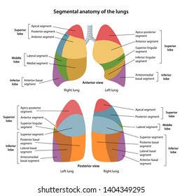 1,730 Left lung Images, Stock Photos & Vectors | Shutterstock