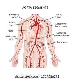 Segmentos de la aorta. Sistema circulatorio humano. Anatomía de los vasos sanguíneos y las arterias. Ilustración vectorial en estilo plano sobre un fondo blanco.