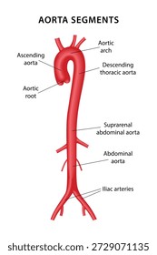 Segments of the aorta. The human circulatory system. Medical illustration of the main segments of the aorta. Vector illustration in flat style on a white background.