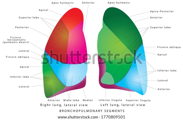 Segments Lung Bronchopulmonary Segment Portion Lung Stock Vector ...