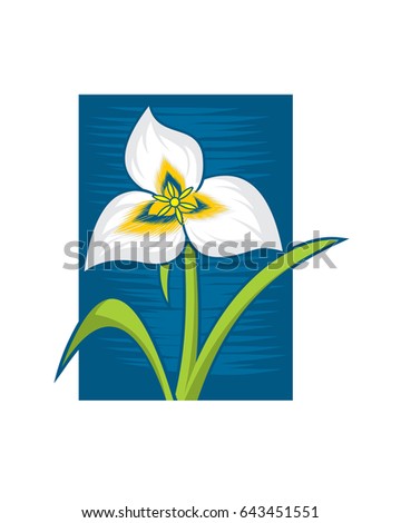 Sego Lily Utah