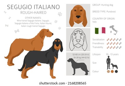 Segugio Italiano rough haired clipart. Different poses, coat colors set.  Vector illustration