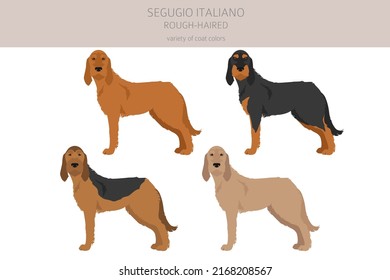 Segugio Italiano rough haired clipart. Different poses, coat colors set.  Vector illustration