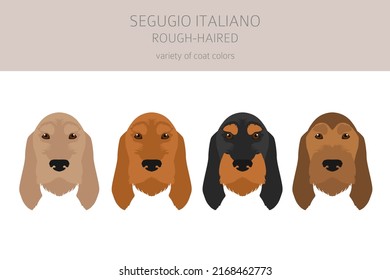 Segugio Italiano rough haired clipart. Different poses, coat colors set.  Vector illustration