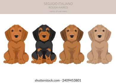 Segugio Italiano rough haired puppies clipart. Different poses, coat colors set.  Vector illustration