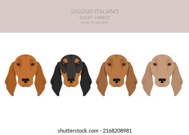 Segugio Italiano short haired clipart. Different poses, coat colors set.  Vector illustration