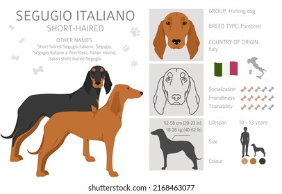 Segugio Italiano short haired clipart. Different poses, coat colors set.  Vector illustration