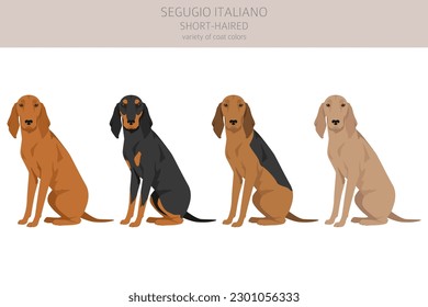 Segugio Italiano short haired clipart. Different poses, coat colors set.  Vector illustration