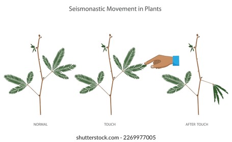 Movimiento sismonástico en las plantas. Los folletos de la planta de Mimosa pudica se doblan rápidamente y caen en respuesta al tacto. La estimulación mecánica, como el tacto, causa el movimiento simonástico en las plantas.