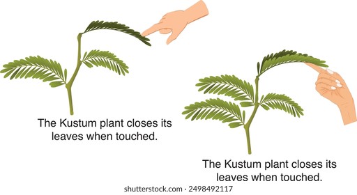 Seismonastic movement in plants. The leaflets of the Mimosa pudica plant rapidly fold in response to touch. Stimulation like touch cause seismonastic movement in plants.