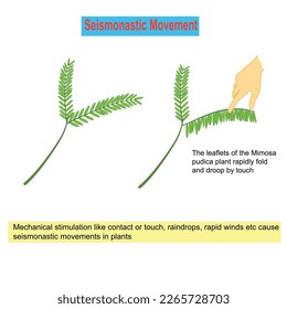 Seismonastic movement in plants, mechanical stimulations like contact or touch, raindrops, rapid winds etc cause this movement. Leaflets of Mimosa pudica plant fold and droop by touch.