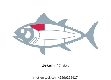 Sekami Chutoro. Tuna Cuts line diagram.  Japanese style